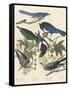 Yellow-billed Magpie, Stellers Jay, Ultramarine Jay and Clark's Crow, 1837-John James Audubon-Framed Stretched Canvas