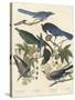 Yellow-billed Magpie, Stellers Jay, Ultramarine Jay and Clark's Crow, 1837-John James Audubon-Stretched Canvas