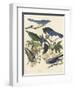 Yellow-billed Magpie, Stellers Jay, Ultramarine Jay and Clark's Crow, 1837-John James Audubon-Framed Giclee Print