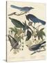 Yellow-billed Magpie, Stellers Jay, Ultramarine Jay and Clark's Crow, 1837-John James Audubon-Stretched Canvas