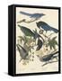 Yellow-billed Magpie, Stellers Jay, Ultramarine Jay and Clark's Crow, 1837-John James Audubon-Framed Stretched Canvas