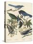 Yellow-billed Magpie, Stellers Jay, Ultramarine Jay and Clark's Crow, 1837-John James Audubon-Stretched Canvas