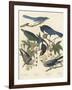 Yellow-billed Magpie, Stellers Jay, Ultramarine Jay and Clark's Crow, 1837-John James Audubon-Framed Giclee Print