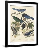 Yellow-billed Magpie, Stellers Jay, Ultramarine Jay and Clark's Crow, 1837-John James Audubon-Framed Giclee Print