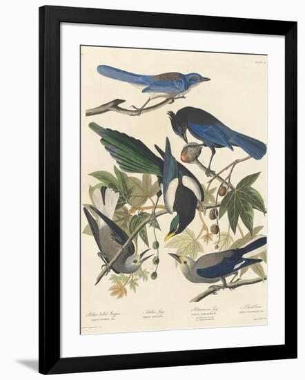 Yellow-billed Magpie, Stellers Jay, Ultramarine Jay and Clark's Crow, 1837-John James Audubon-Framed Giclee Print