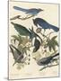 Yellow-billed Magpie, Stellers Jay, Ultramarine Jay and Clark's Crow, 1837-John James Audubon-Mounted Giclee Print