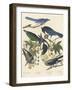 Yellow-billed Magpie, Stellers Jay, Ultramarine Jay and Clark's Crow, 1837-John James Audubon-Framed Giclee Print