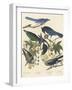 Yellow-billed Magpie, Stellers Jay, Ultramarine Jay and Clark's Crow, 1837-John James Audubon-Framed Giclee Print