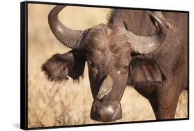 Yellow-Billed Oxpecker and Water Buffalo-Michele Westmorland-Framed Stretched Canvas