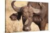 Yellow-Billed Oxpecker and Water Buffalo-Michele Westmorland-Stretched Canvas