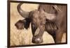 Yellow-Billed Oxpecker and Water Buffalo-Michele Westmorland-Framed Photographic Print