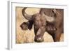 Yellow-Billed Oxpecker and Water Buffalo-Michele Westmorland-Framed Photographic Print