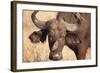 Yellow-Billed Oxpecker and Water Buffalo-Michele Westmorland-Framed Photographic Print