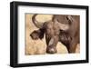 Yellow-Billed Oxpecker and Water Buffalo-Michele Westmorland-Framed Photographic Print