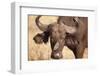 Yellow-Billed Oxpecker and Water Buffalo-Michele Westmorland-Framed Photographic Print