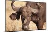 Yellow-Billed Oxpecker and Water Buffalo-Michele Westmorland-Mounted Photographic Print