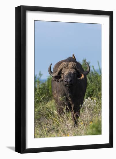 Yellow-billed oxpecker (Buphagus africanus) on a Cape buffalo (Syncerus caffer), Tsavo, Kenya.-Sergio Pitamitz-Framed Premium Photographic Print