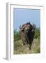 Yellow-billed oxpecker (Buphagus africanus) on a Cape buffalo (Syncerus caffer), Tsavo, Kenya.-Sergio Pitamitz-Framed Premium Photographic Print