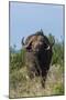 Yellow-billed oxpecker (Buphagus africanus) on a Cape buffalo (Syncerus caffer), Tsavo, Kenya.-Sergio Pitamitz-Mounted Premium Photographic Print