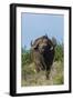 Yellow-billed oxpecker (Buphagus africanus) on a Cape buffalo (Syncerus caffer), Tsavo, Kenya.-Sergio Pitamitz-Framed Photographic Print