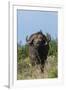 Yellow-billed oxpecker (Buphagus africanus) on a Cape buffalo (Syncerus caffer), Tsavo, Kenya.-Sergio Pitamitz-Framed Photographic Print