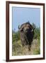 Yellow-billed oxpecker (Buphagus africanus) on a Cape buffalo (Syncerus caffer), Tsavo, Kenya.-Sergio Pitamitz-Framed Photographic Print