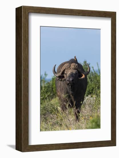 Yellow-billed oxpecker (Buphagus africanus) on a Cape buffalo (Syncerus caffer), Tsavo, Kenya.-Sergio Pitamitz-Framed Photographic Print