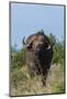 Yellow-billed oxpecker (Buphagus africanus) on a Cape buffalo (Syncerus caffer), Tsavo, Kenya.-Sergio Pitamitz-Mounted Photographic Print