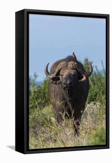 Yellow-billed oxpecker (Buphagus africanus) on a Cape buffalo (Syncerus caffer), Tsavo, Kenya.-Sergio Pitamitz-Framed Stretched Canvas