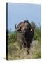 Yellow-billed oxpecker (Buphagus africanus) on a Cape buffalo (Syncerus caffer), Tsavo, Kenya.-Sergio Pitamitz-Stretched Canvas