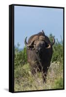 Yellow-billed oxpecker (Buphagus africanus) on a Cape buffalo (Syncerus caffer), Tsavo, Kenya.-Sergio Pitamitz-Framed Stretched Canvas