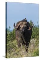 Yellow-billed oxpecker (Buphagus africanus) on a Cape buffalo (Syncerus caffer), Tsavo, Kenya.-Sergio Pitamitz-Stretched Canvas