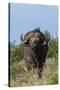 Yellow-billed oxpecker (Buphagus africanus) on a Cape buffalo (Syncerus caffer), Tsavo, Kenya.-Sergio Pitamitz-Stretched Canvas