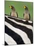 Yellow-Billed Oxpeckers on Top of a Zebra, Ngorongoro Crater, Ngorongoro, Tanzania-null-Mounted Photographic Print