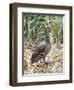 Yellow-billed Pintail a species endemic to South Georgia Island, in typical Tussock habitat.-Martin Zwick-Framed Photographic Print