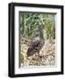 Yellow-billed Pintail a species endemic to South Georgia Island, in typical Tussock habitat.-Martin Zwick-Framed Photographic Print