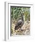 Yellow-billed Pintail a species endemic to South Georgia Island, in typical Tussock habitat.-Martin Zwick-Framed Photographic Print