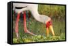 Yellow-Billed Stork Feeding in a Backwater of the Rufiji River, Selous Game Reserve, Tanzania-William Gray-Framed Stretched Canvas