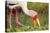 Yellow-Billed Stork Feeding in a Backwater of the Rufiji River, Selous Game Reserve, Tanzania-William Gray-Stretched Canvas