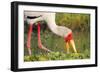 Yellow-Billed Stork Feeding in a Backwater of the Rufiji River, Selous Game Reserve, Tanzania-William Gray-Framed Photographic Print