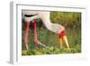 Yellow-Billed Stork Feeding in a Backwater of the Rufiji River, Selous Game Reserve, Tanzania-William Gray-Framed Photographic Print