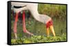 Yellow-Billed Stork Feeding in a Backwater of the Rufiji River, Selous Game Reserve, Tanzania-William Gray-Framed Stretched Canvas