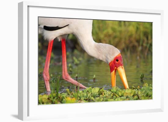 Yellow-Billed Stork Feeding in a Backwater of the Rufiji River, Selous Game Reserve, Tanzania-William Gray-Framed Photographic Print