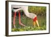 Yellow-Billed Stork Feeding in a Backwater of the Rufiji River, Selous Game Reserve, Tanzania-William Gray-Framed Photographic Print