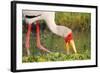 Yellow-Billed Stork Feeding in a Backwater of the Rufiji River, Selous Game Reserve, Tanzania-William Gray-Framed Photographic Print