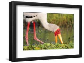 Yellow-Billed Stork Feeding in a Backwater of the Rufiji River, Selous Game Reserve, Tanzania-William Gray-Framed Photographic Print