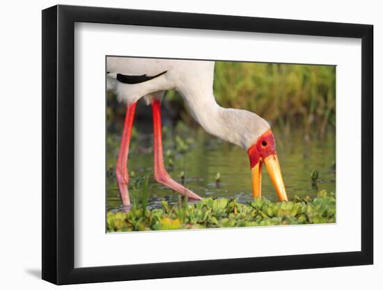 Yellow-Billed Stork Feeding in a Backwater of the Rufiji River, Selous Game Reserve, Tanzania-William Gray-Framed Photographic Print