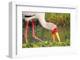 Yellow-Billed Stork Feeding in a Backwater of the Rufiji River, Selous Game Reserve, Tanzania-William Gray-Framed Photographic Print