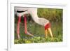 Yellow-Billed Stork Feeding in a Backwater of the Rufiji River, Selous Game Reserve, Tanzania-William Gray-Framed Photographic Print