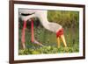 Yellow-Billed Stork Feeding in a Backwater of the Rufiji River, Selous Game Reserve, Tanzania-William Gray-Framed Photographic Print